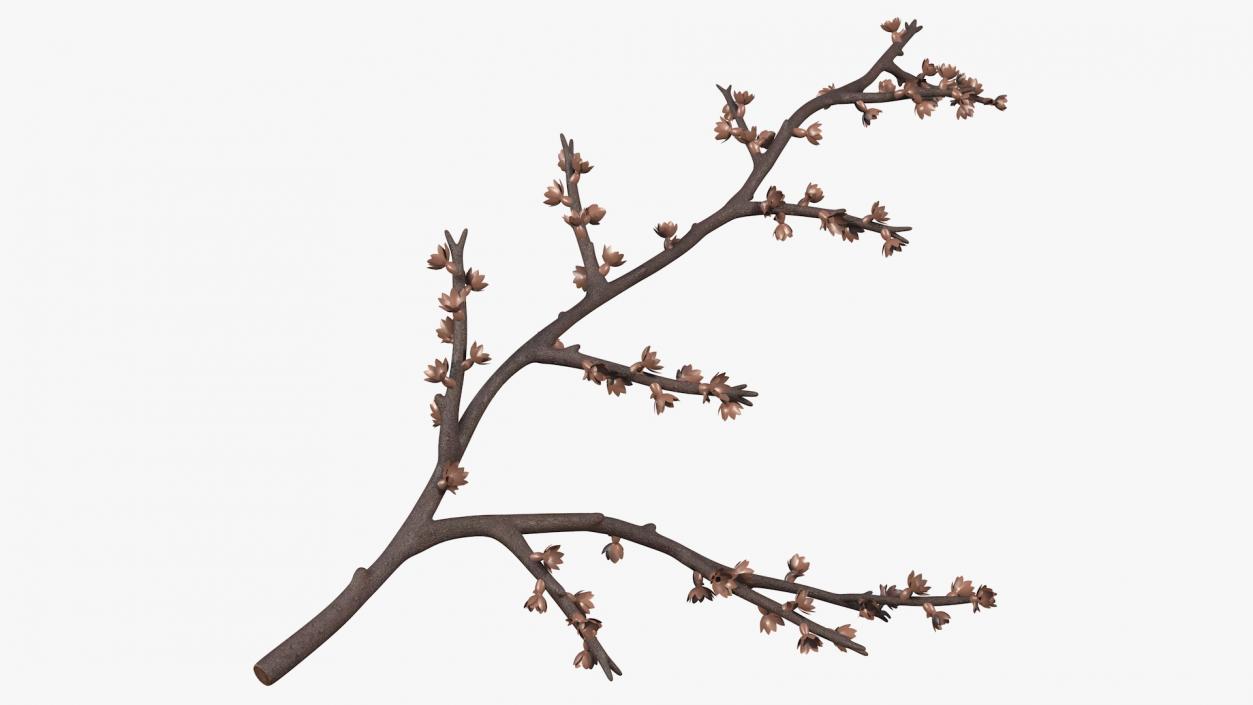 3D Branches Collection 3