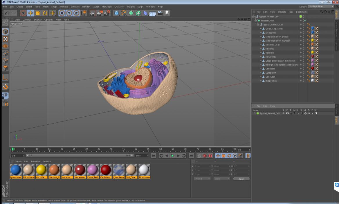 Typical Animal Cell 3D model