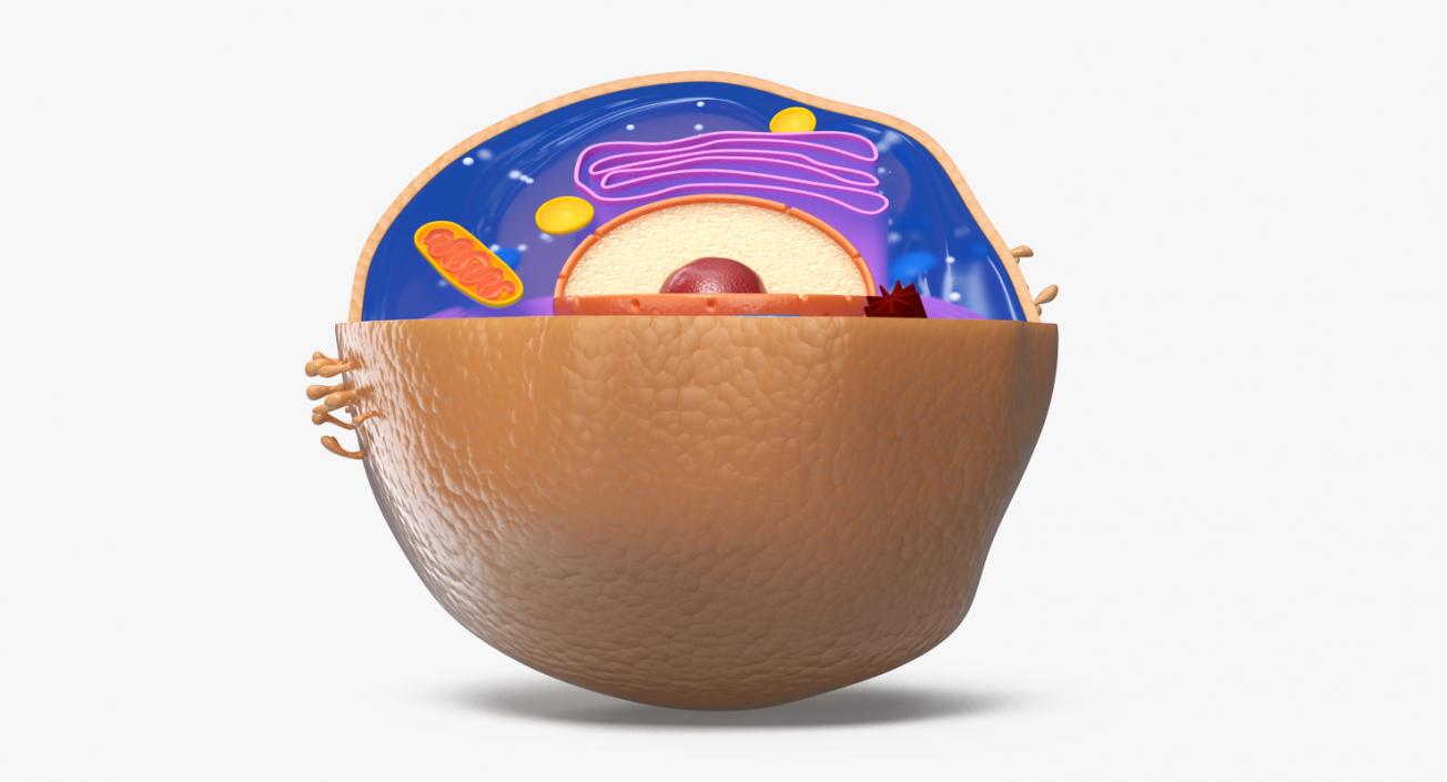 Typical Animal Cell 3D model