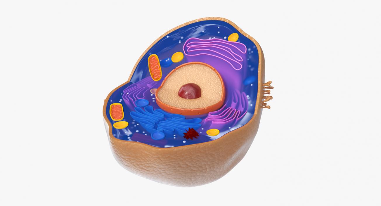 Typical Animal Cell 3D model