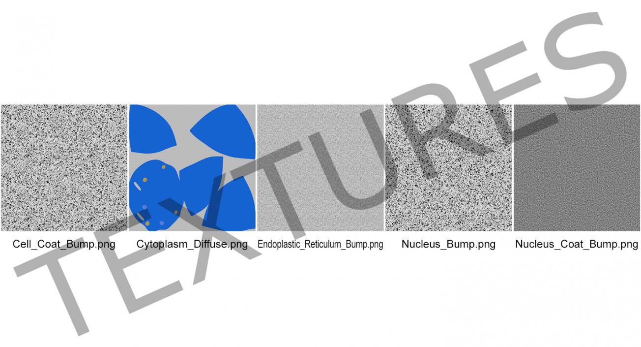 Typical Animal Cell 3D model