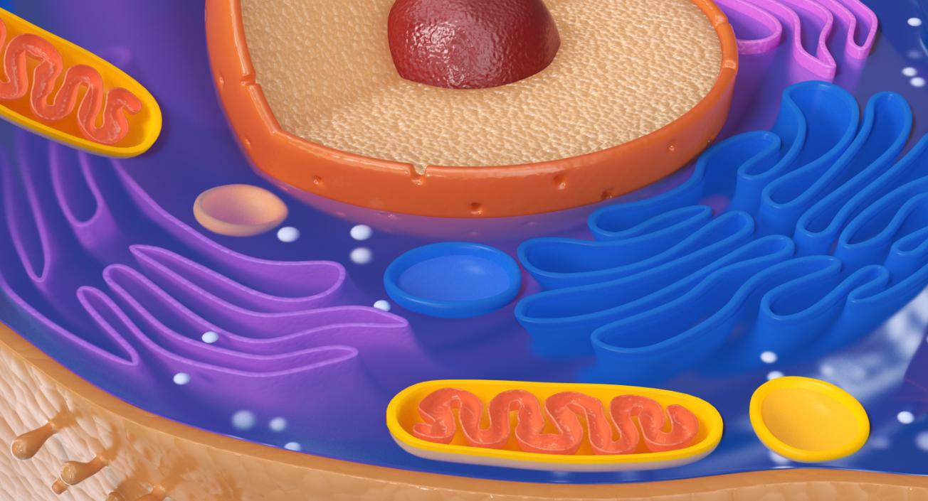 Typical Animal Cell 3D model