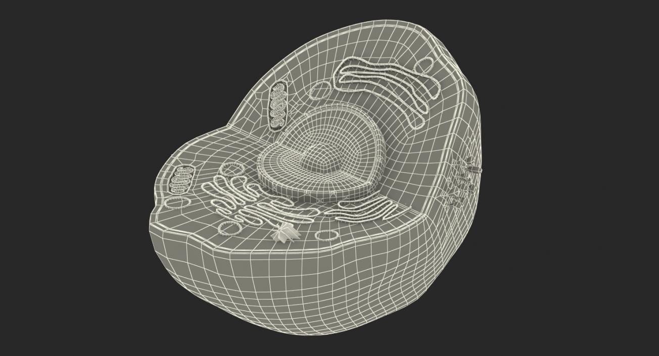 Typical Animal Cell 3D model