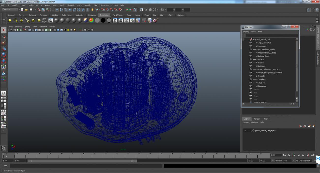 Typical Animal Cell 3D model