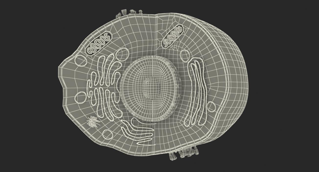 Typical Animal Cell 3D model