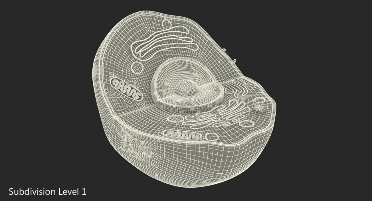 Typical Animal Cell 3D model