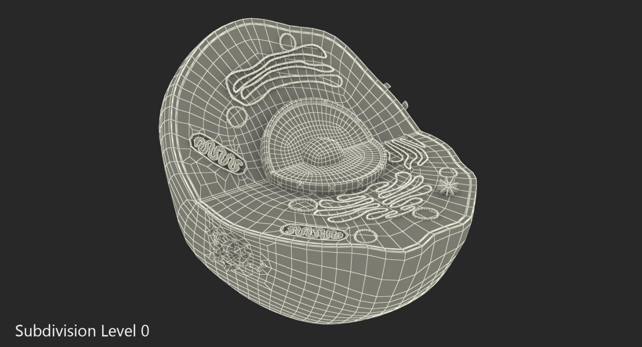 Typical Animal Cell 3D model