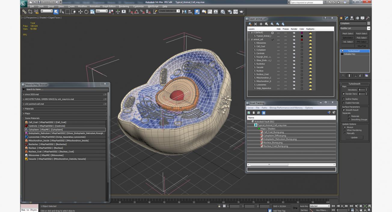 Typical Animal Cell 3D model