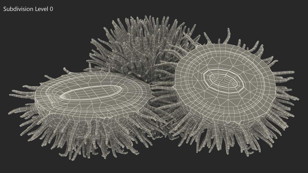 3D Tropical Fruit Rambutan model