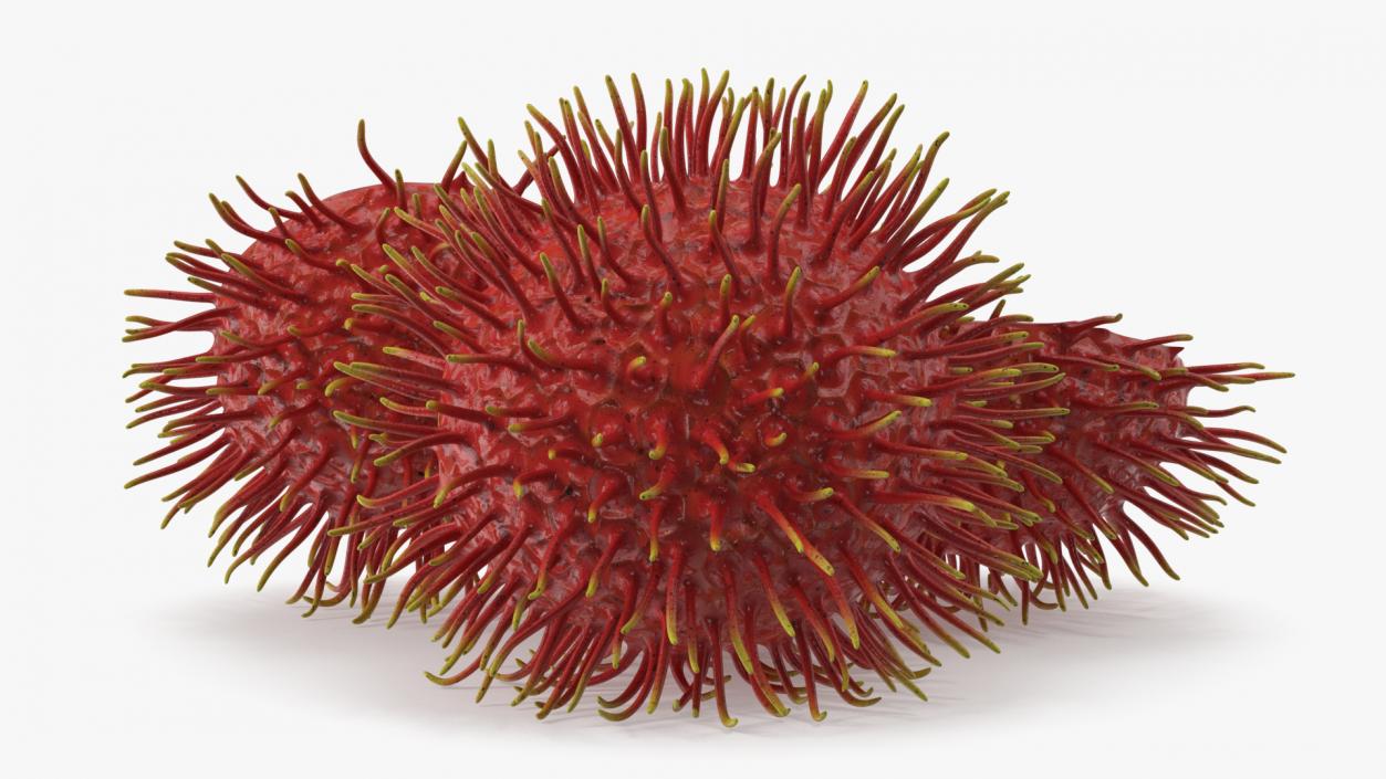 3D Tropical Fruit Rambutan model