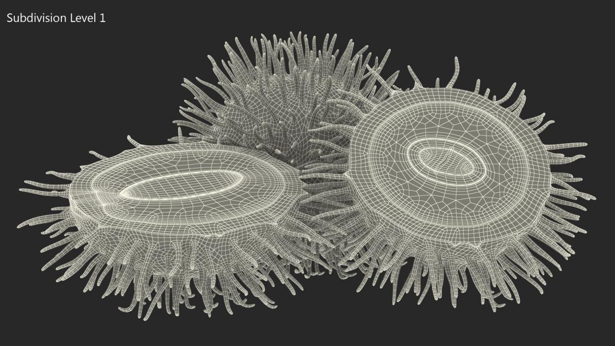 3D Tropical Fruit Rambutan model