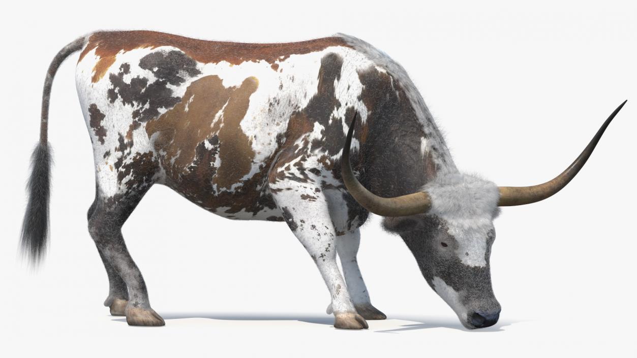 Texas Longhorn Cattle Mottled Brown Fur 3D model