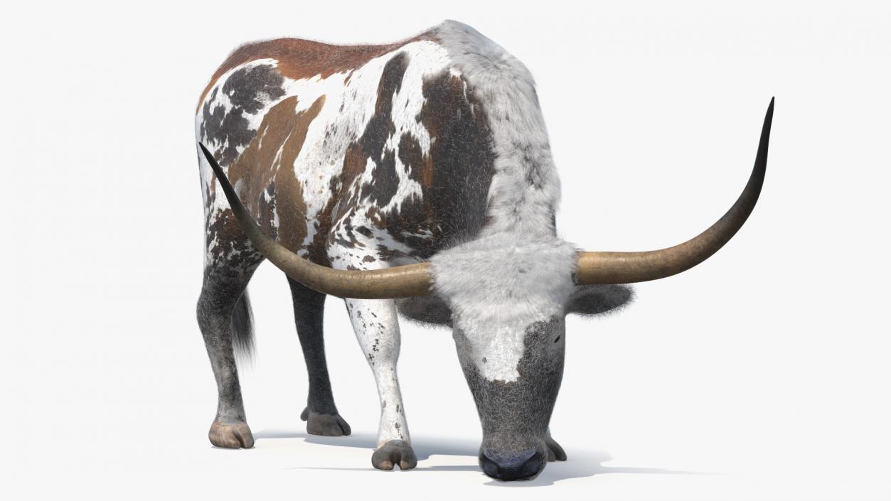 Texas Longhorn Cattle Mottled Brown Fur 3D model