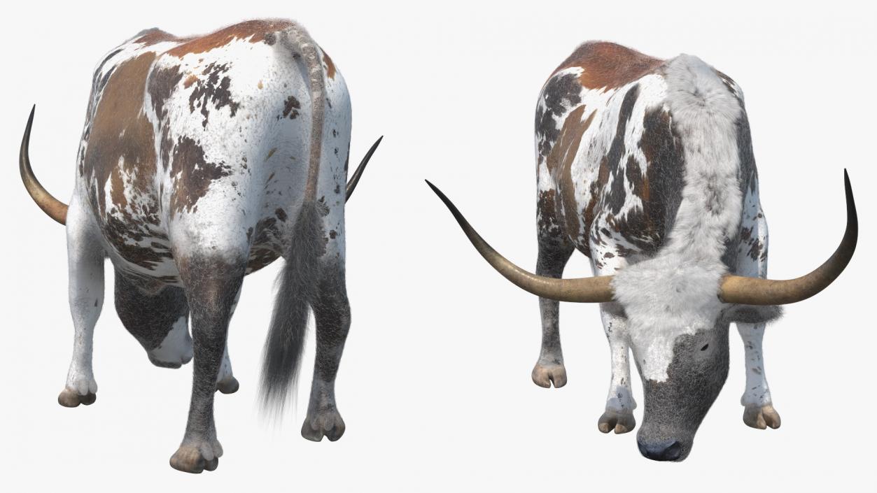 Texas Longhorn Cattle Mottled Brown Fur 3D model