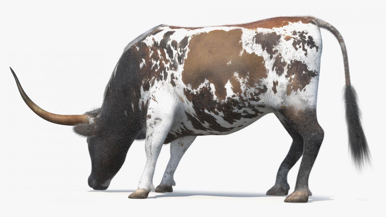 Texas Longhorn Cattle Mottled Brown Fur 3D model