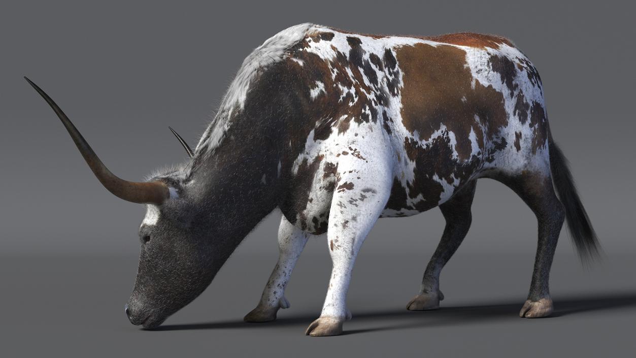 Texas Longhorn Cattle Mottled Brown Fur 3D model