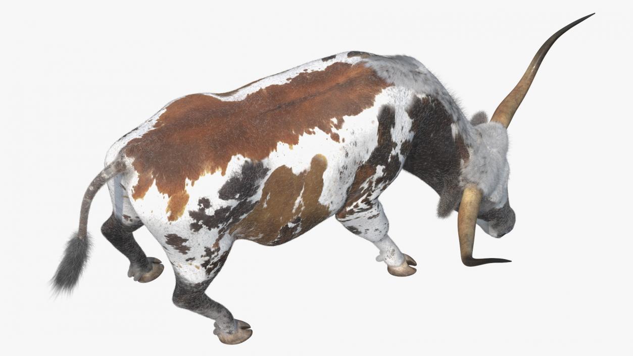 Texas Longhorn Cattle Mottled Brown Fur 3D model