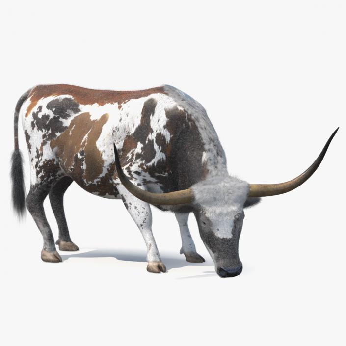 Texas Longhorn Cattle Mottled Brown Fur 3D model