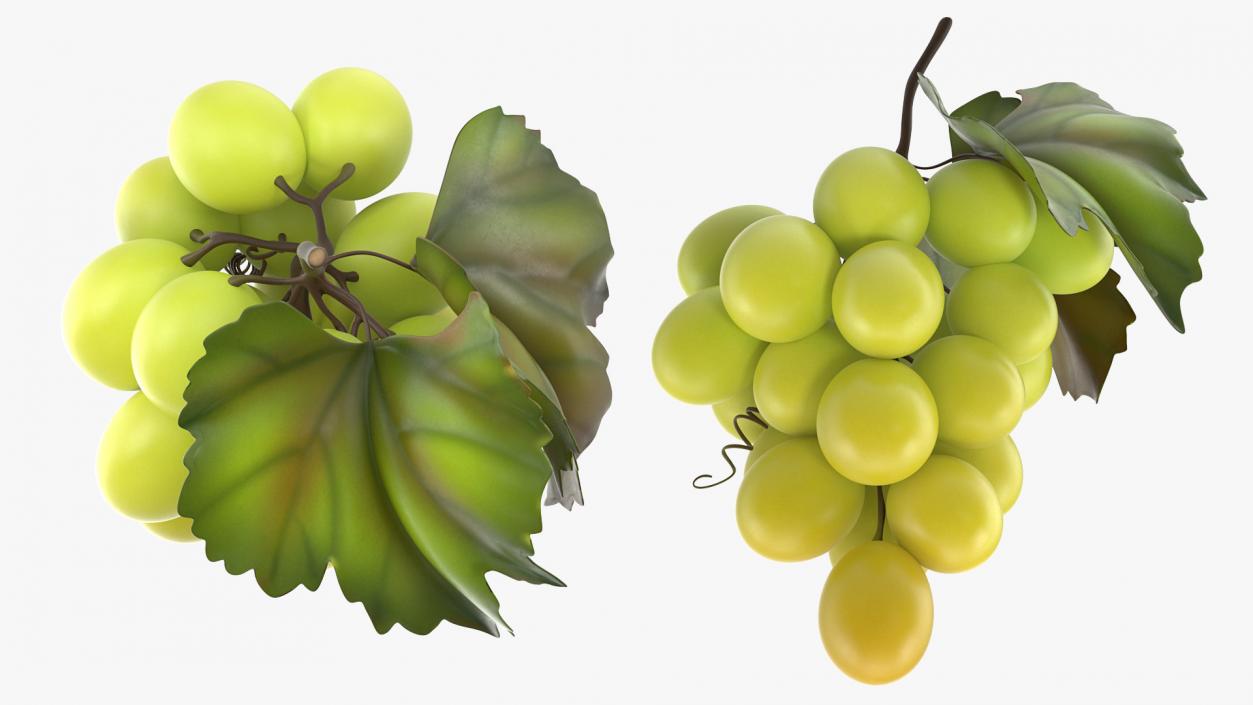 Bunch of Fresh Green Grapes 3D