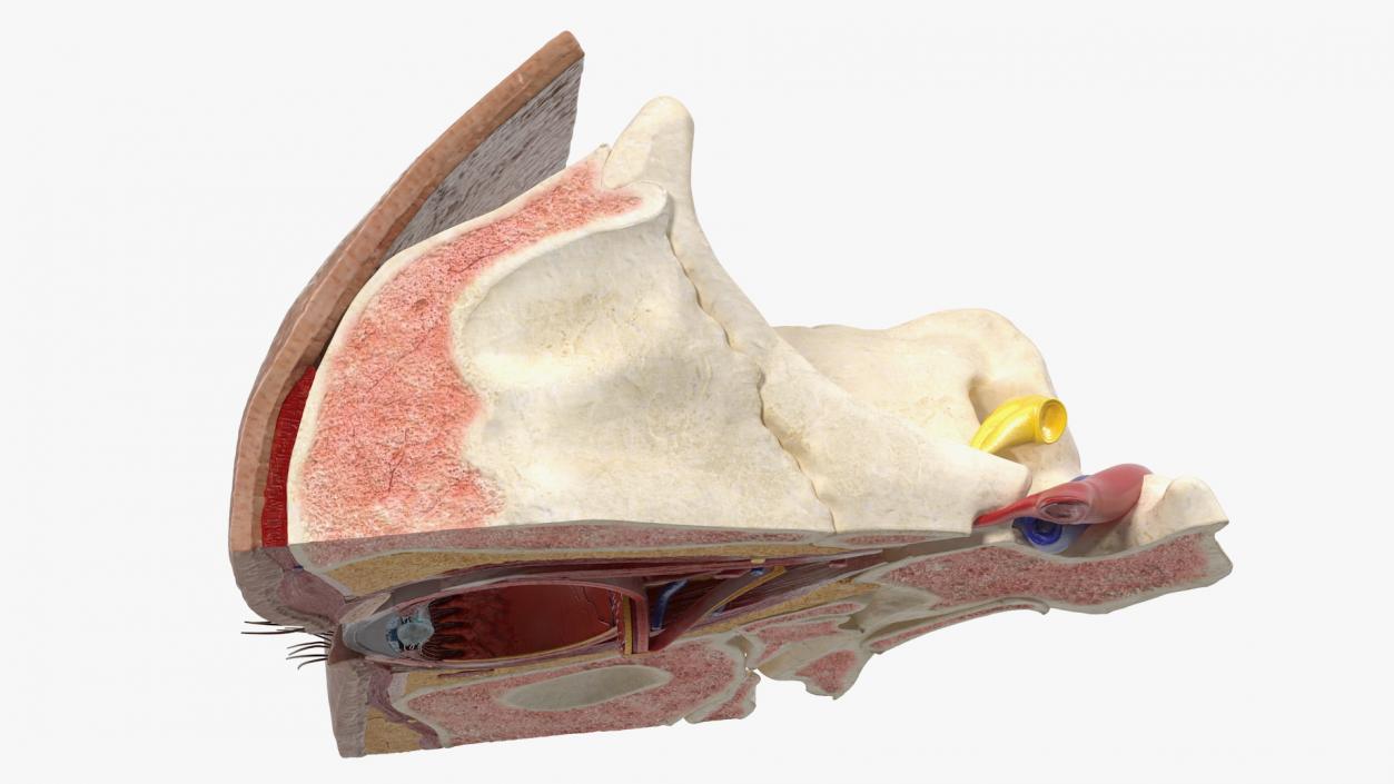 3D Eye Anatomy Cross-Section Right