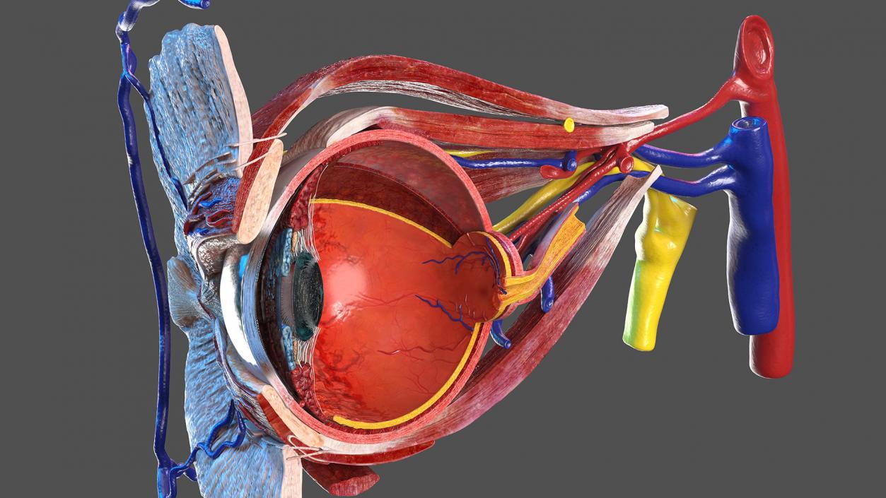 3D Eye Anatomy Cross-Section Right