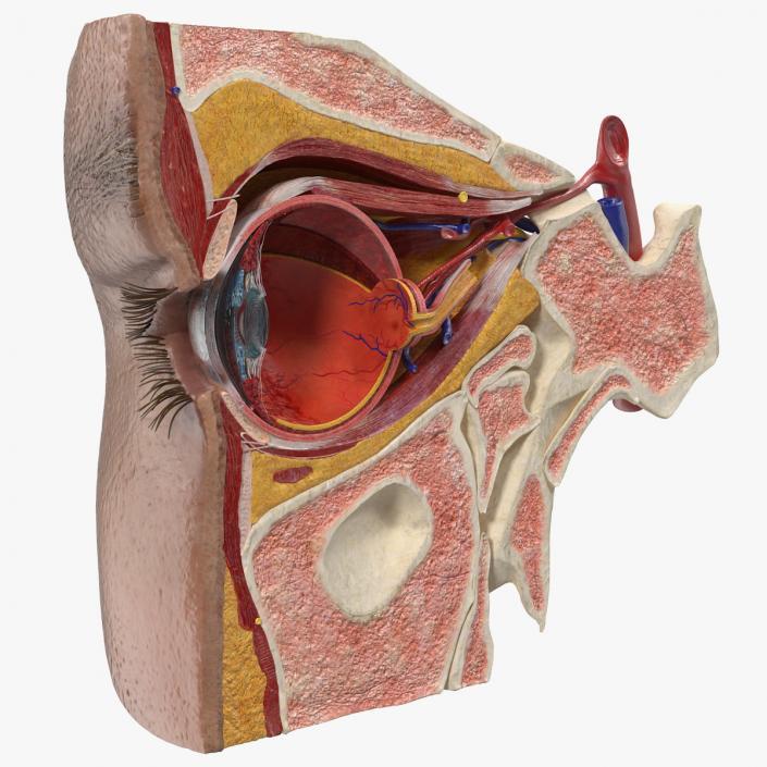 3D Eye Anatomy Cross-Section Right