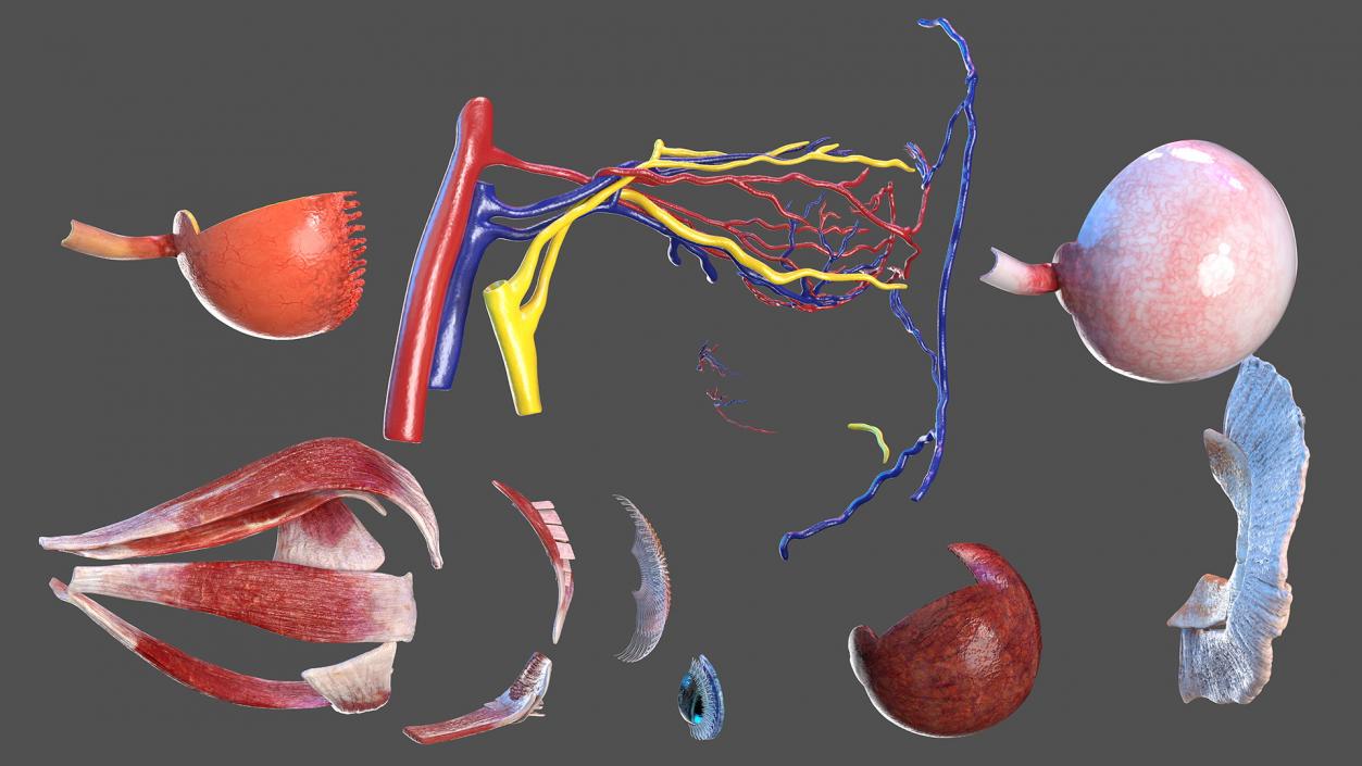 3D Eye Anatomy Cross-Section Right