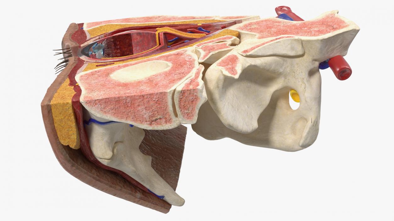 3D Eye Anatomy Cross-Section Right