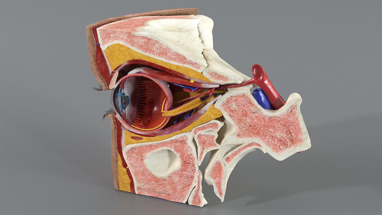 3D Eye Anatomy Cross-Section Right