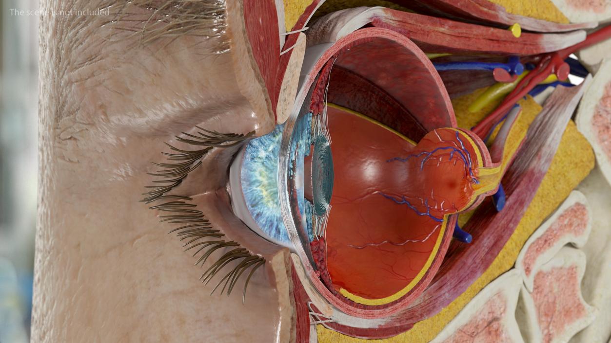 3D Eye Anatomy Cross-Section Right