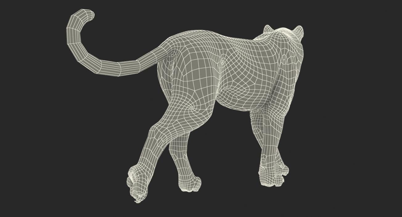 3D model Snow Leopard Walking Pose