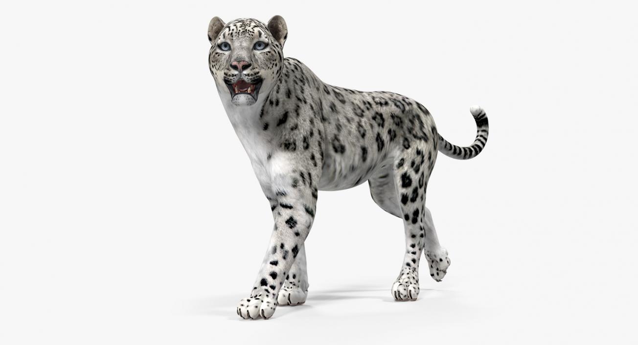 3D model Snow Leopard Walking Pose