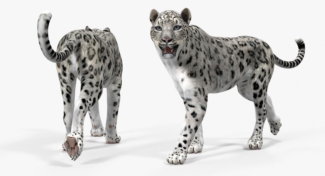 3D model Snow Leopard Walking Pose