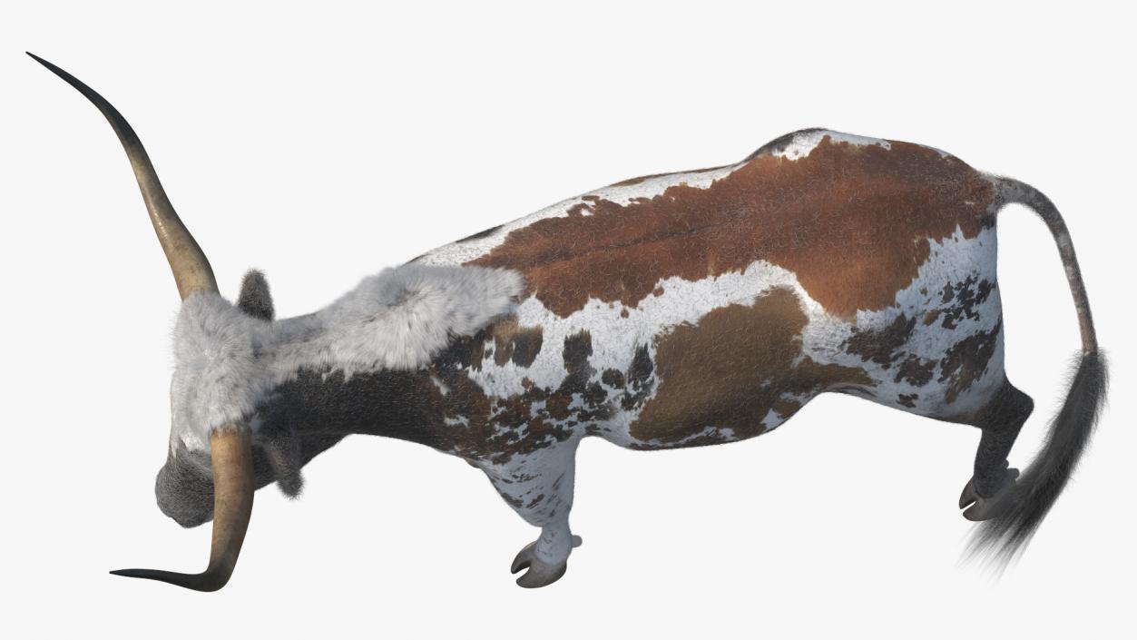 Mottled Brown Longhorn Bull Walking Pose Fur 3D model