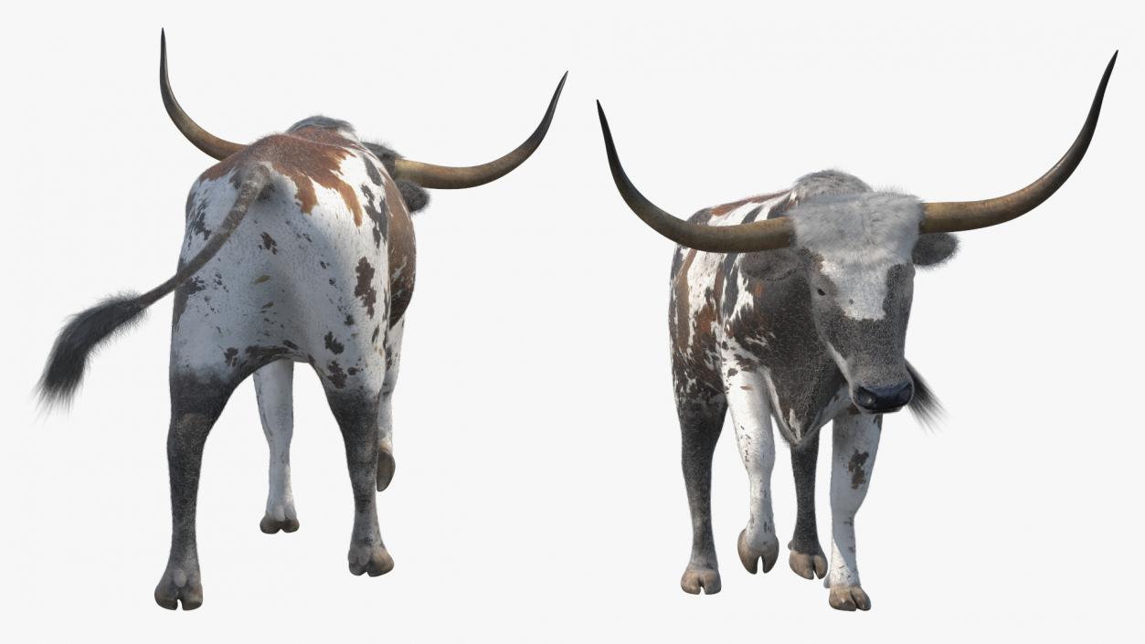 Mottled Brown Longhorn Bull Walking Pose Fur 3D model