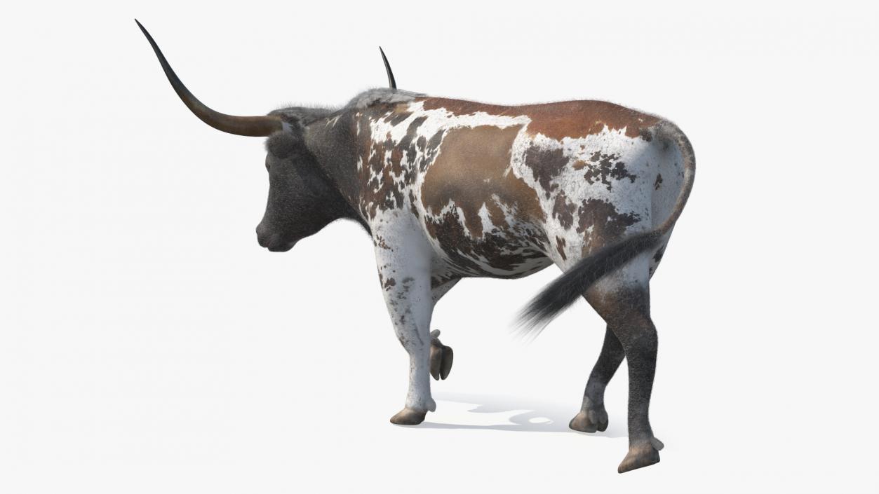 Mottled Brown Longhorn Bull Walking Pose Fur 3D model