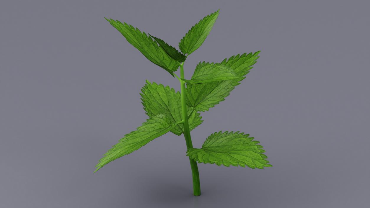 Plant Sprout 2 3D model