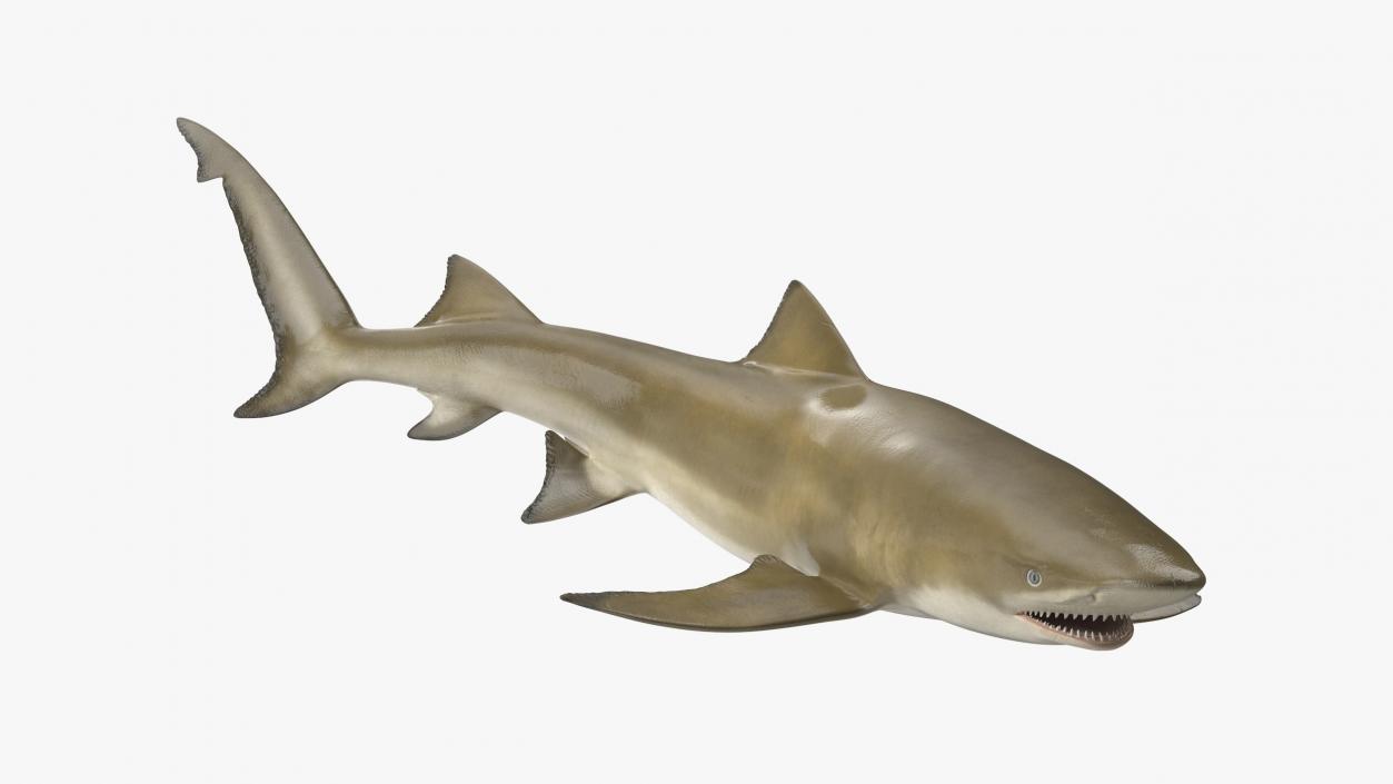 3D Sharptooth Lemon Shark Rigged for Cinema 4D model