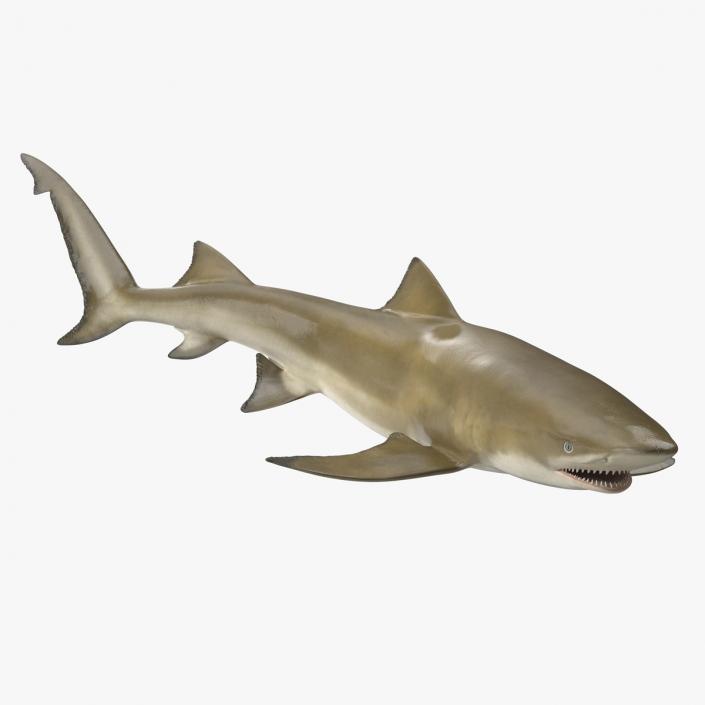 3D Sharptooth Lemon Shark Rigged for Cinema 4D model