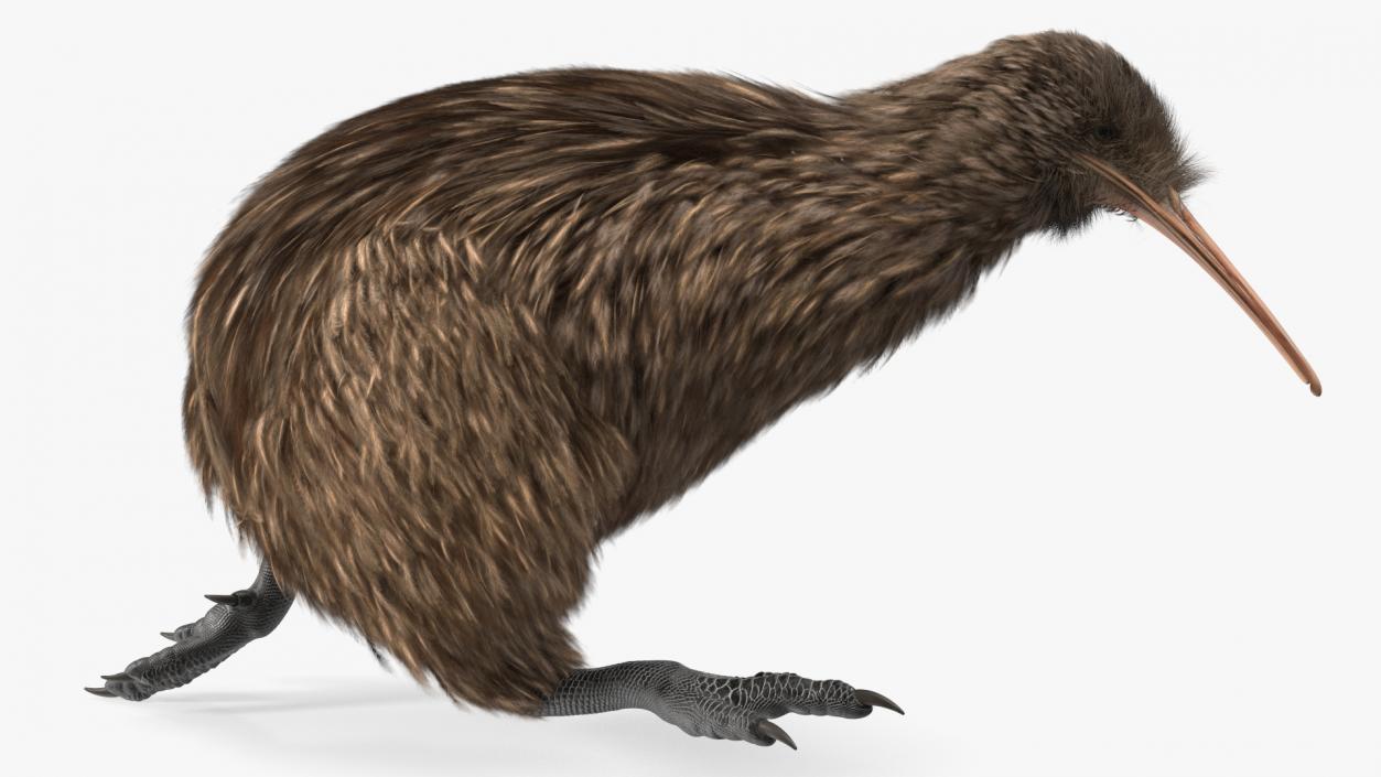 Run Pose Kiwi Bird Fur 3D