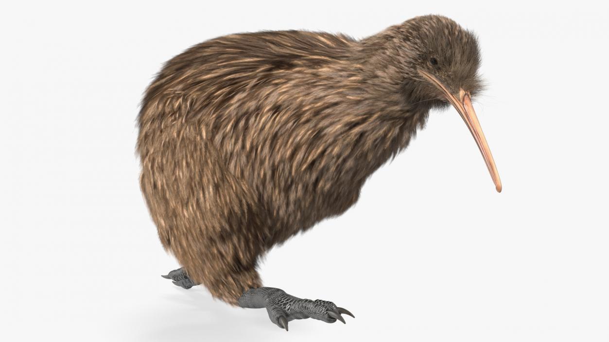 Run Pose Kiwi Bird Fur 3D