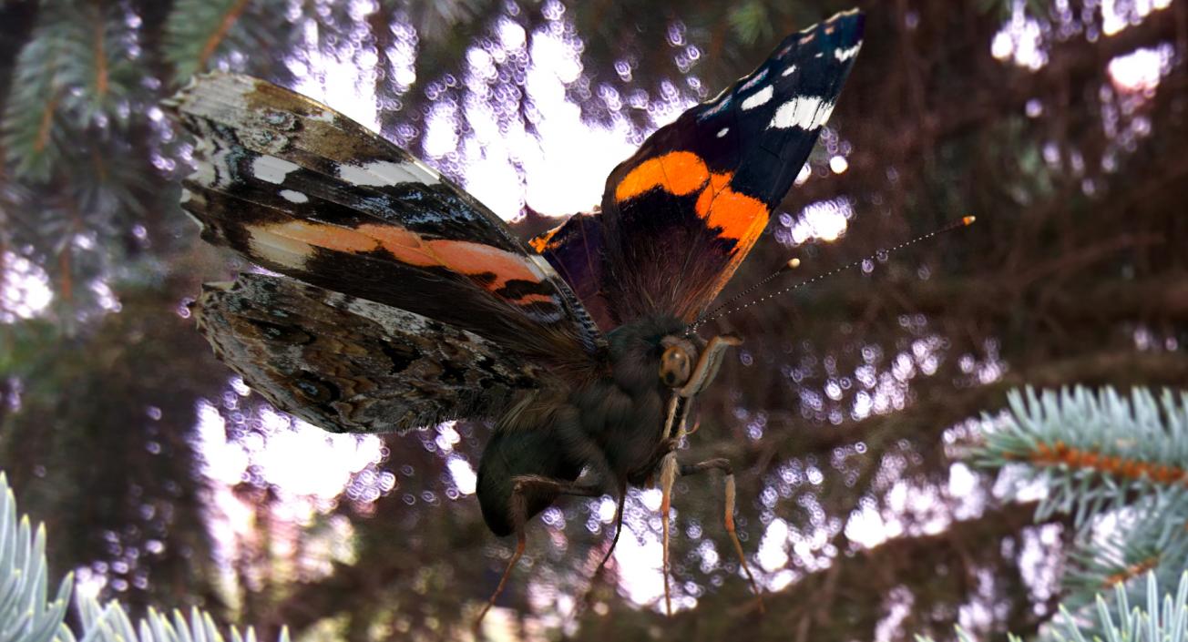 Vanessa Atalanta Butterfly Flying Pose with Fur 3D