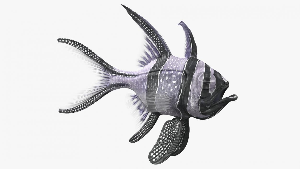 Longfin Cardinalfish Rigged 3D