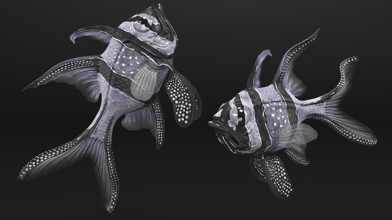 Longfin Cardinalfish Rigged 3D