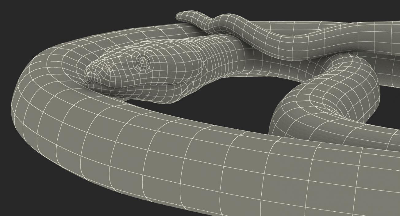 3D model Green Python Snake Curled Pose