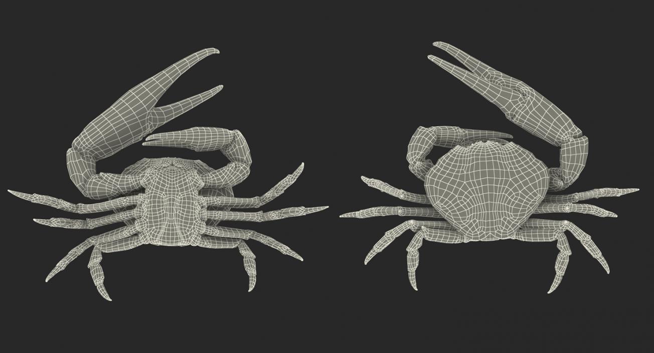 3D model Queen Crab