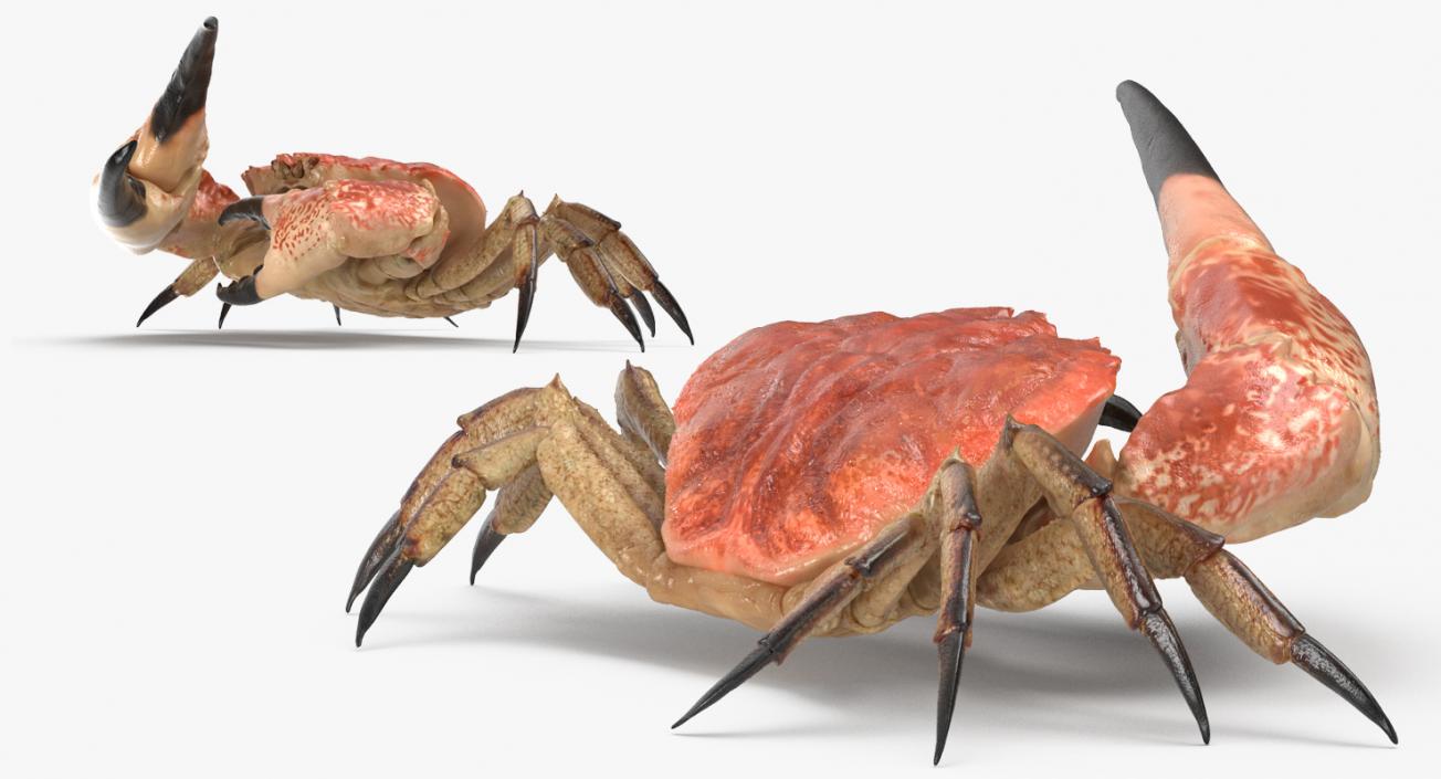 3D model Queen Crab