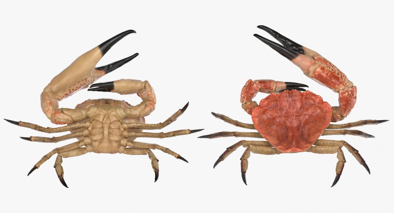 3D model Queen Crab