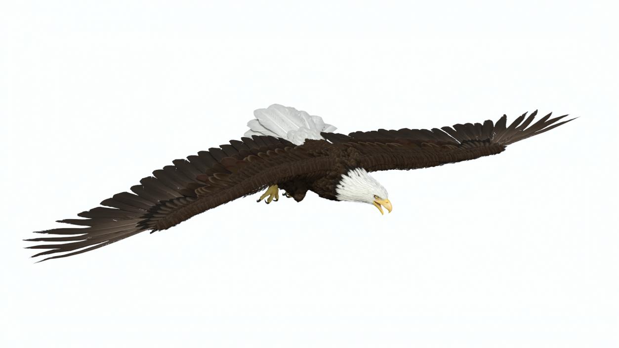 Flying Bald Eagle 3D