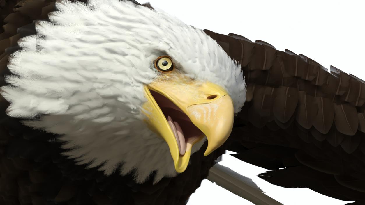 Flying Bald Eagle 3D